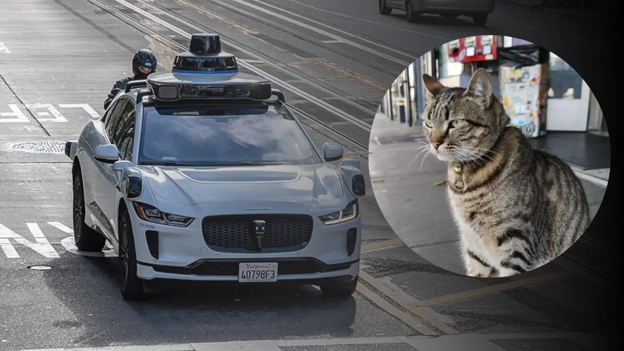 Kucing Ikonik San Francisco Tewas Ditabrak Robotaxi Waymo Induk Google Alphabet Jadi Sorotan
